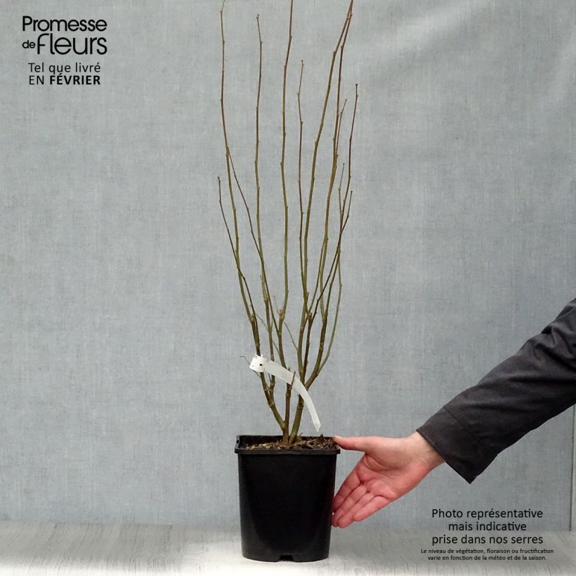 Exemplar von Garten-Hibiscus Lavender Chiffon - Hibiscus syriacus Topf mit 3L/4L wie im Winter geliefert