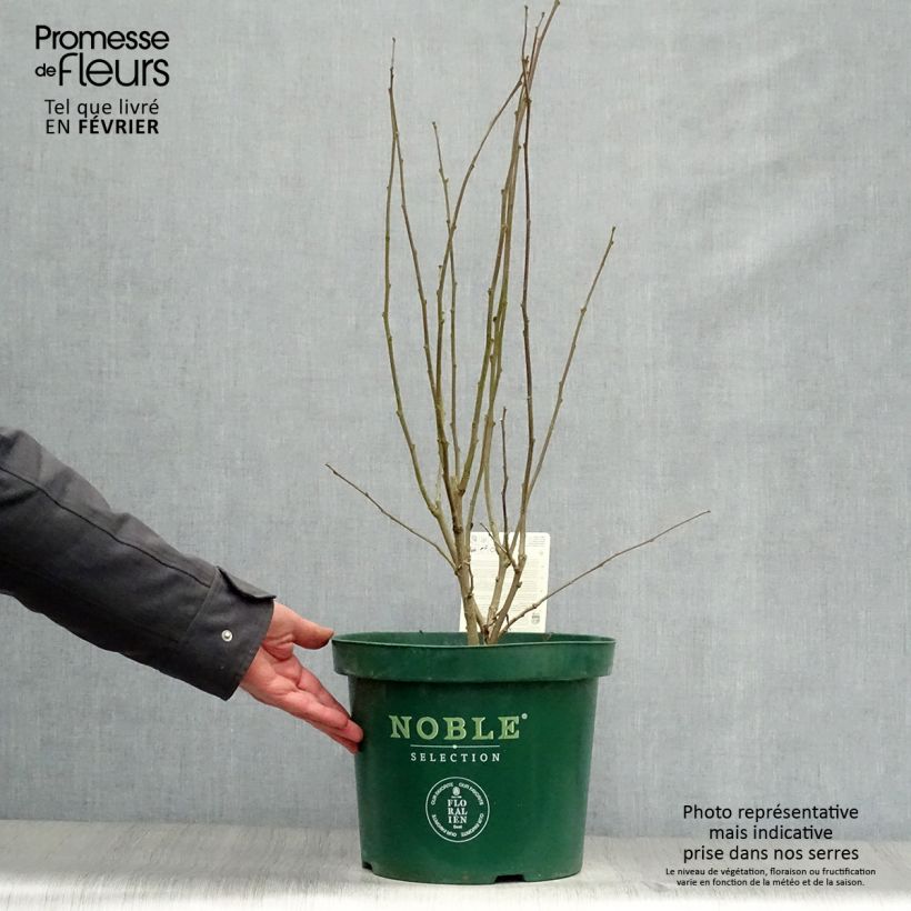 Exemplar von Garten-Hibiscus Magenta Chiffon - Hibiscus syriacus Topf mit 6L/7L wie im Winter geliefert