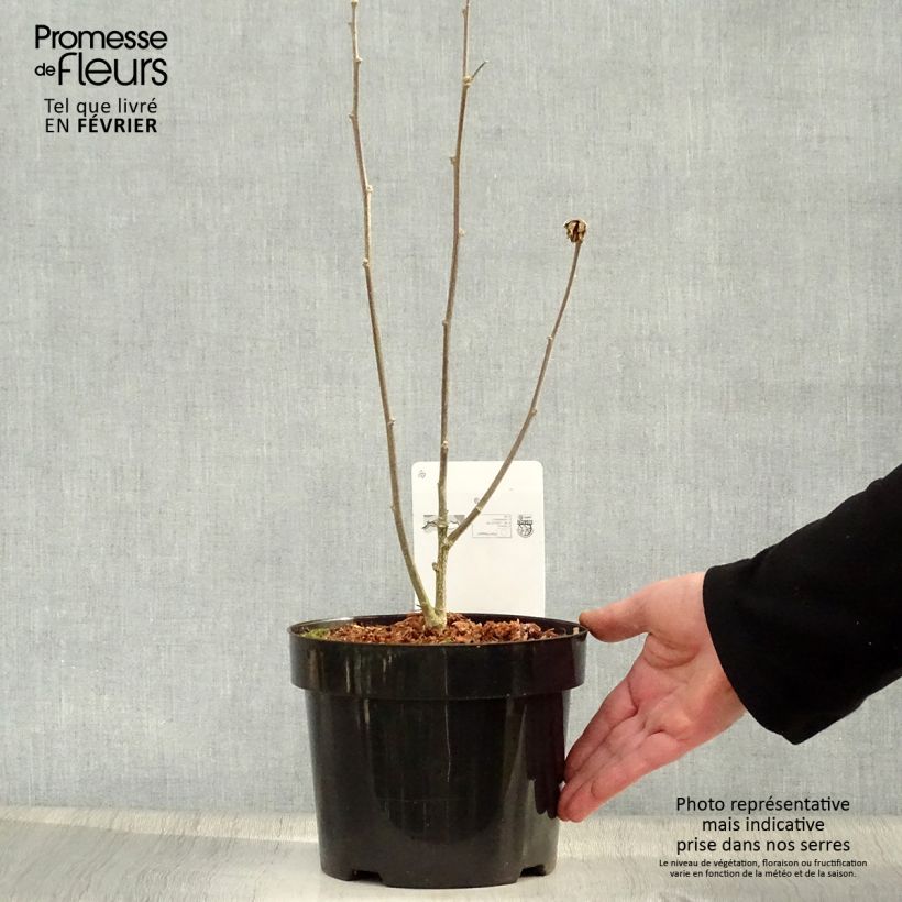 Exemplar von Garten-Hibiscus Marina - Hibiscus syriacus Topf mit 2L/3L wie im Winter geliefert