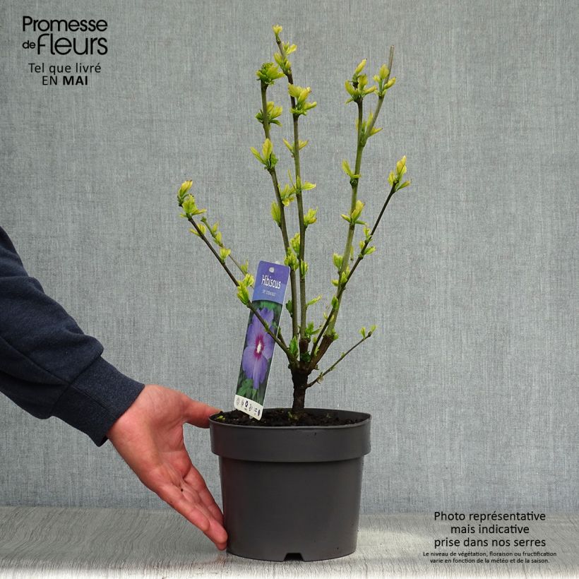 Exemplar von Garten-Hibiscus Marina - Hibiscus syriacus Topf mit 2L/3L wie im Frühjahr geliefert