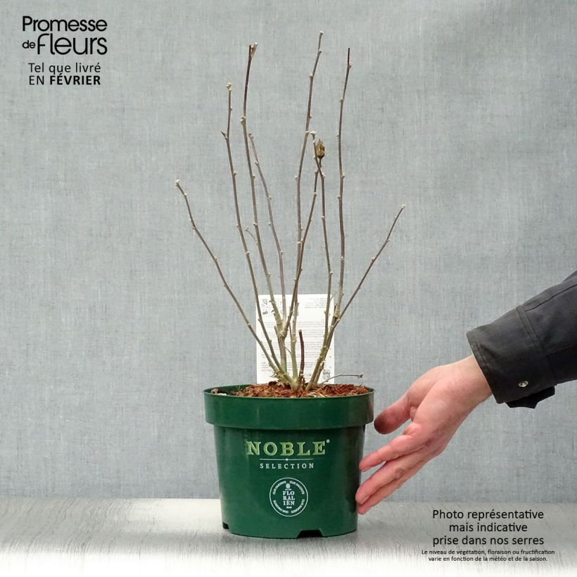 Exemplar von Garten-Hibiscus Pink Chiffon - Hibiscus syriacus Topf mit 3L/4L wie im Winter geliefert