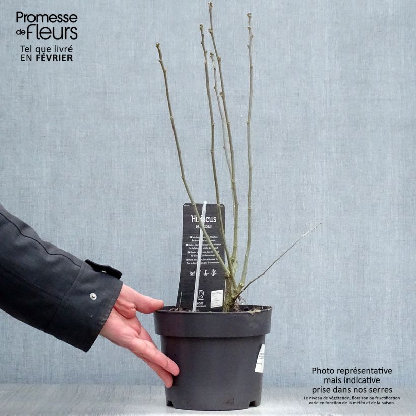 Exemplar von Garten-Hibiscus Speciosus - Hibiscus syriacus Topf mit 2L/3L wie im Winter geliefert