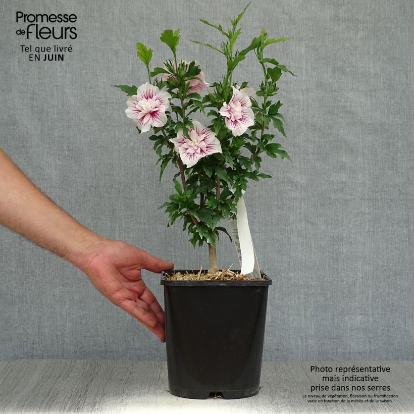Exemplar von Garten-Hibiscus Starburst Chiffon - Hibiscus syriacus Topf mit 3L/4L wie im Sommer geliefert