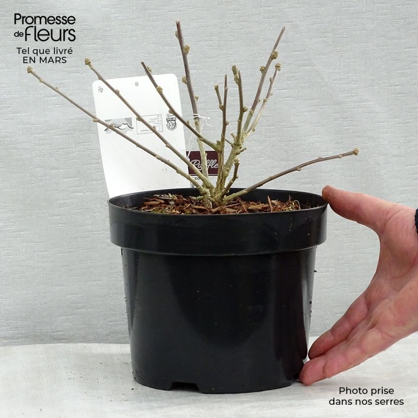 Exemplar von Garten-Hibiscus Summer Ruffle - Hibiscus syriacus Topf mit 3L/4L wie im Winter geliefert