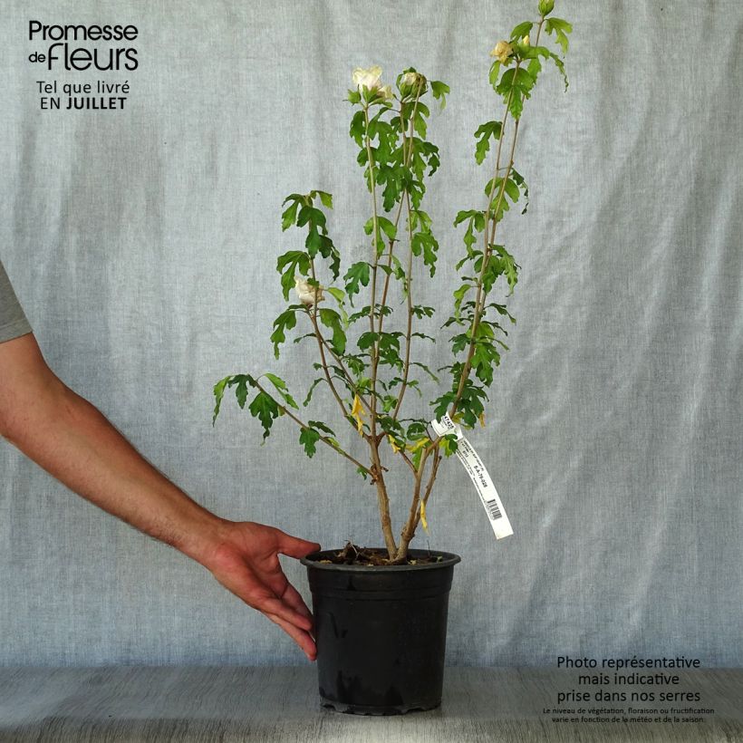 Exemplar von Garten-Hibiscus Sup'Heart - Hibiscus syriacus Topf mit 3L/4L wie im Sommer geliefert