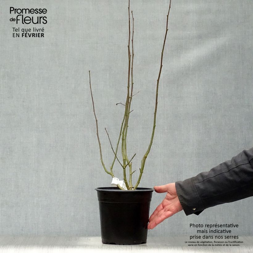 Exemplar von Garten-Hibiscus Sup'Heart - Hibiscus syriacus Topf mit 3L/4L wie im Winter geliefert