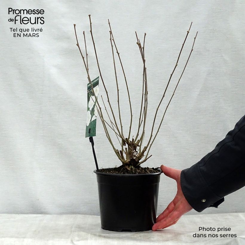 Exemplar von Garten-Hibiscus Totus Albus - Hibiscus syriacus Topf mit 2L/3L wie im Frühjahr geliefert