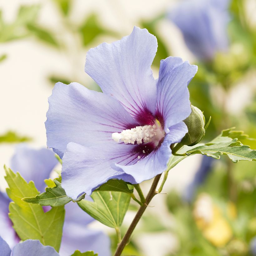 Garten-Hibiscus Ultramarine - Hibiscus syriacus (Blüte)