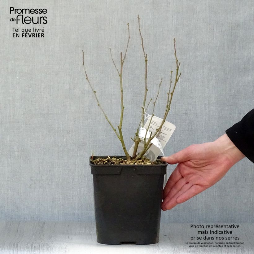 Exemplar von Garten-Hibiscus Ultramarine - Hibiscus syriacus Topf mit 3L/4L wie im Winter geliefert