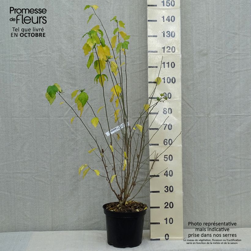 Exemplar von Garten-Hibiscus Ultramarine - Hibiscus syriacus Topf mit 7,5L/10L wie im Herbst geliefert