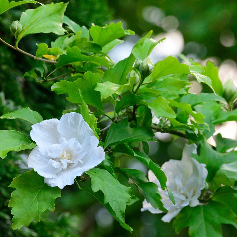 Garten-Hibiscus White Chiffon - Hibiscus syriacus (Laub)