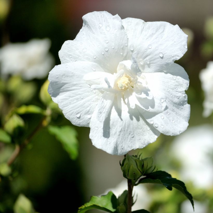 Garten-Hibiscus White Chiffon - Hibiscus syriacus (Blüte)
