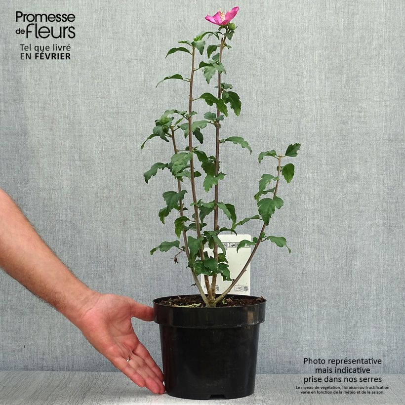 Exemplar von Garten-Hibiscus Woodbridge - Hibiscus syriacus Topf mit 2L/3L wie im Herbst geliefert