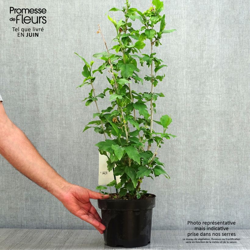 Exemplar von Garten-Hibiscus Woodbridge - Hibiscus syriacus Topf mit 2L/3L wie im Sommer geliefert