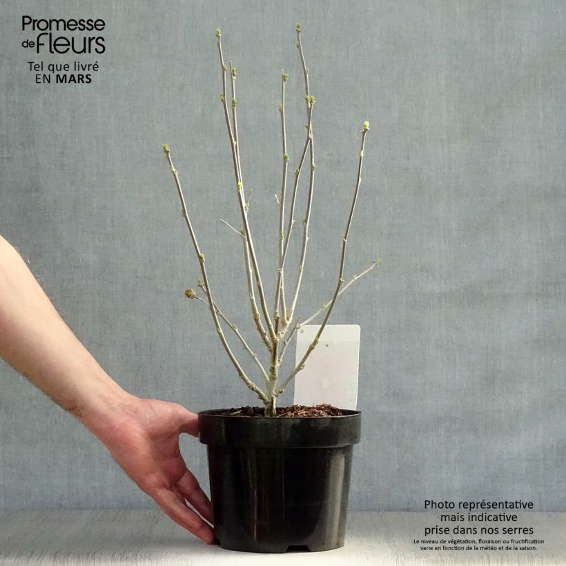 Exemplar von Garten-Hibiscus Woodbridge - Hibiscus syriacus Topf mit 2L/3L wie im Frühjahr geliefert