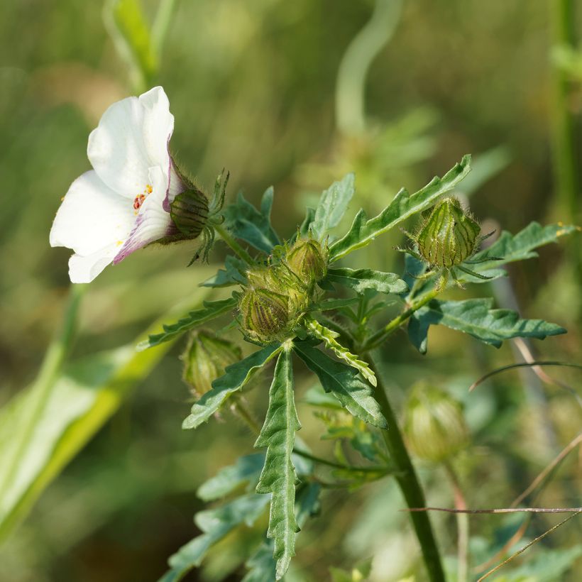 Hibiscus trionum - Stundenblume (Laub)