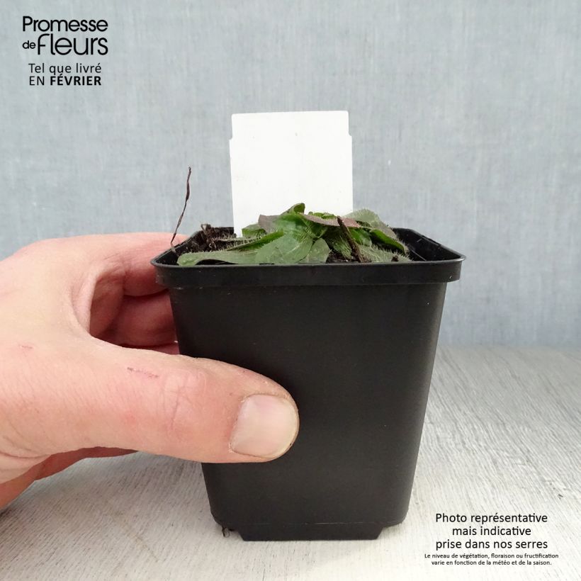 Exemplar von Hieracium aurantiacum - Orangerotes Habichtskraut Kleine Töpfe von 8/9 cm wie im Winter geliefert