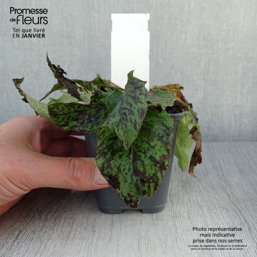 Exemplar von Hieracium maculatum - Geflecktes Habichtskraut Kleine Töpfe von 8/9 cm wie im Winter geliefert