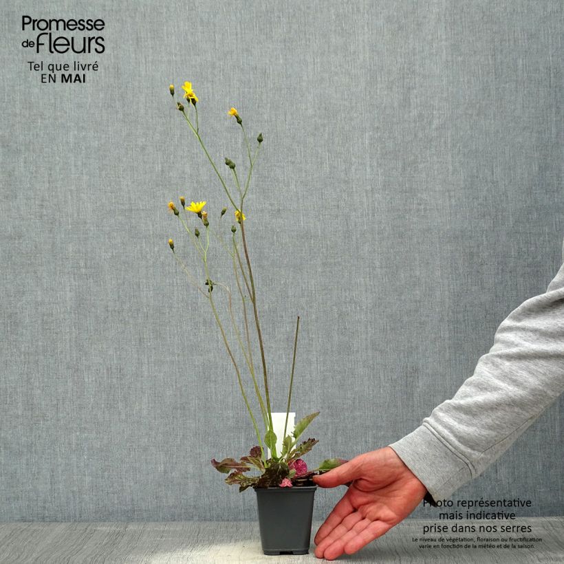 Exemplar von Hieracium maculatum - Geflecktes Habichtskraut Kleine Töpfe von 8/9 cm wie im Frühjahr geliefert