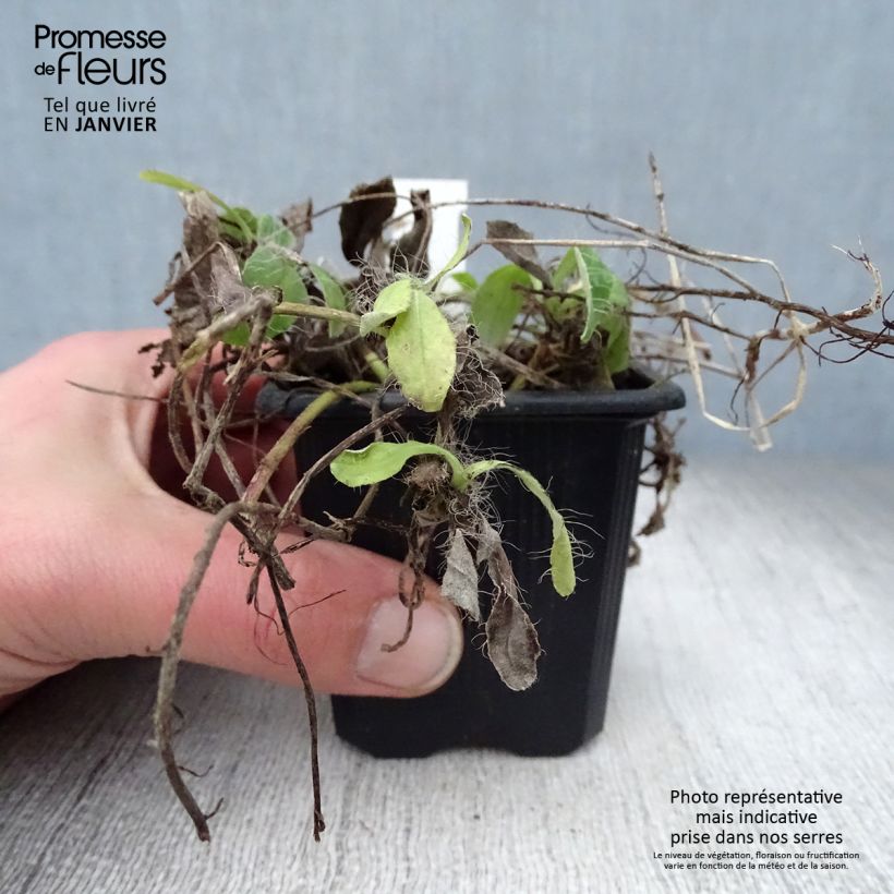 Exemplar von Hieracium pilosella - Kleines Habichtskraut Kleine Töpfe von 8/9 cm wie im Winter geliefert