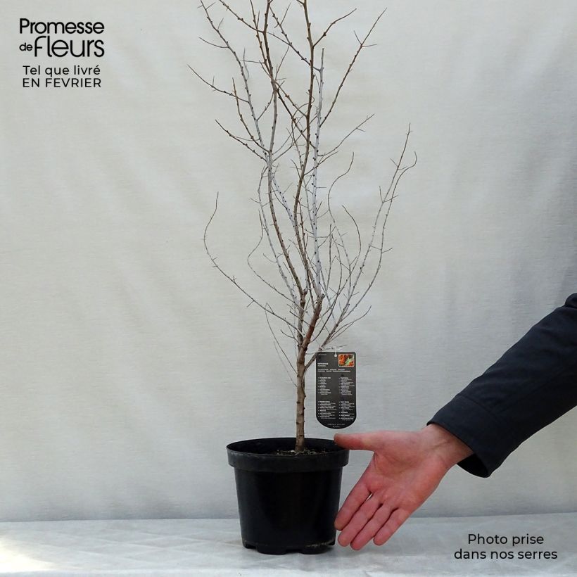 Exemplar von Sanddorn - Hippophae rhamnoides Topf mit 2L/3L wie im Winter geliefert