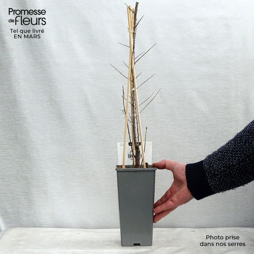 Exemplar von Sanddorn Friesdorfer Orange - Hippophae rhamnoides Topf mit 1,5L/2L wie im Frühjahr geliefert