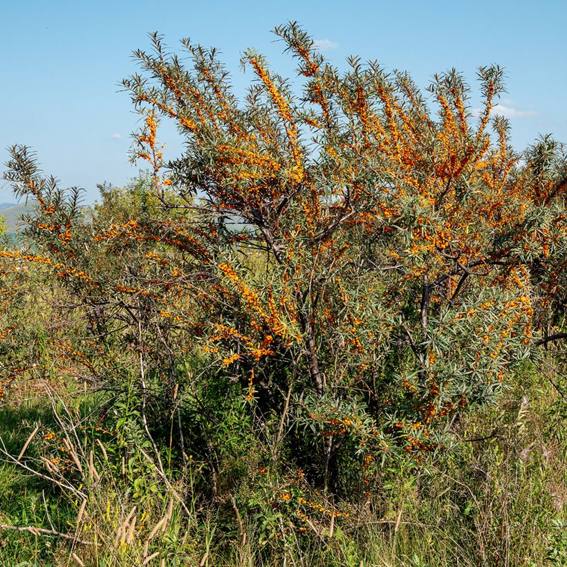 Sanddorn Orange Energy 'Hagebo' - Hippophae rhamnoides (Hafen)