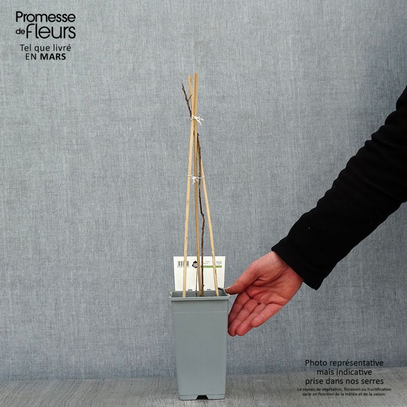 Exemplar von Sanddorn Pollmix - Hippophae rhamnoides Topf mit 1,5L/2L wie im Winter geliefert