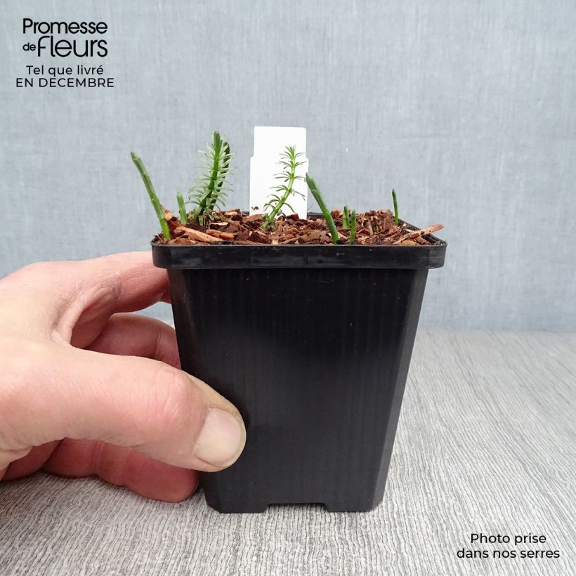 Exemplar von Hippuris vulgaris - Tannenwedel Kleine Töpfe von 8/9 cm wie im Winter geliefert