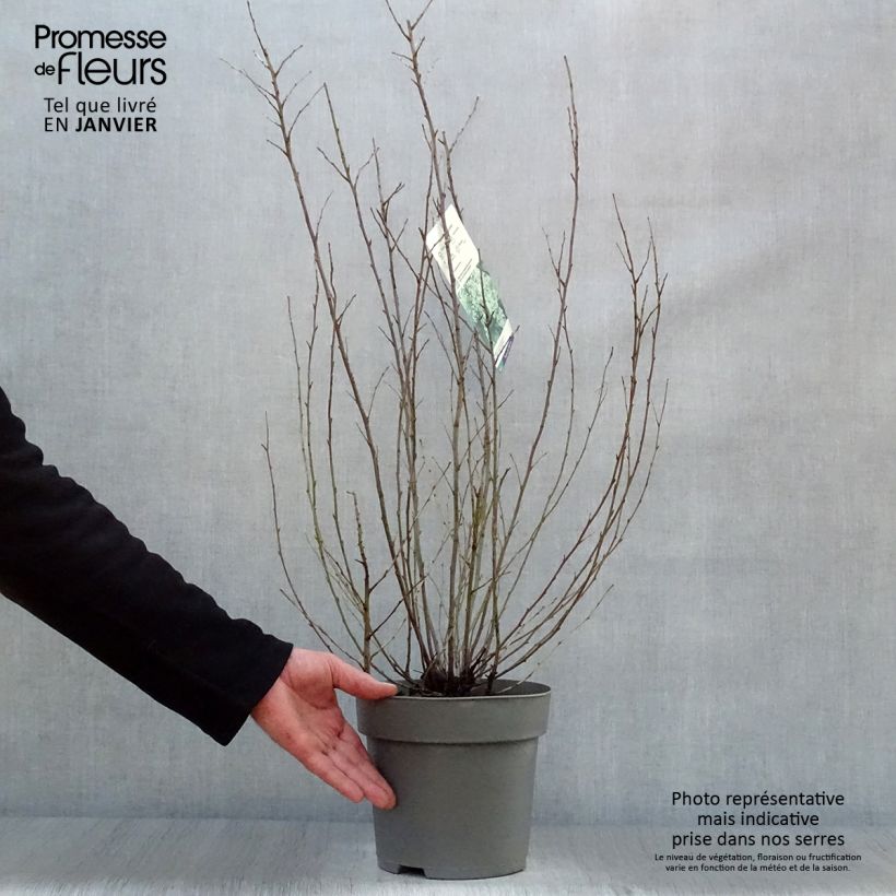 Exemplar von Holodiscus discolor - Schaumspiere Topf mit 4L/5L wie im Winter geliefert