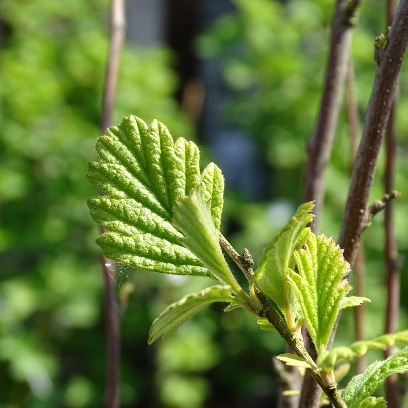Holodiscus discolor - Schaumspiere (Laub)