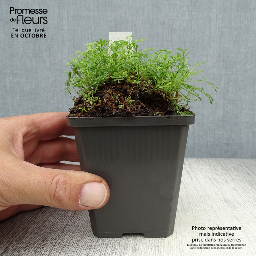 Exemplar von Hornungia alpina - Gämskresse Kleine Töpfe von 8/9 cm wie im Herbst geliefert