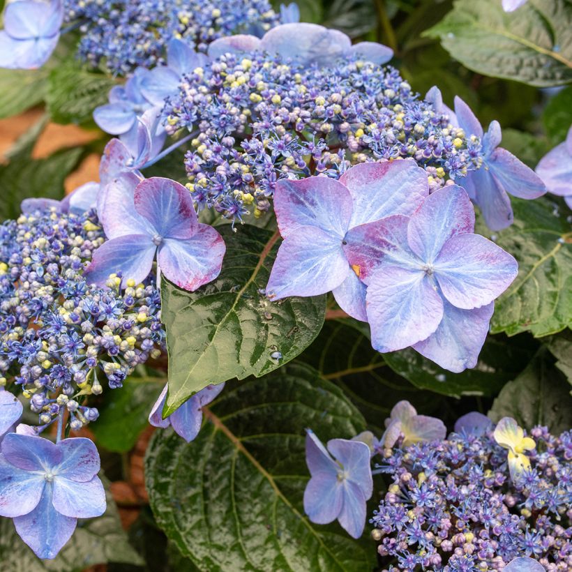 Hydrangea macrophylla Endless Summer Pop Star - Bauernhortensie (Blüte)