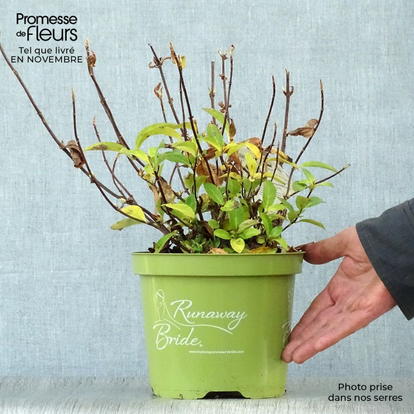 Exemplar von Hydrangea Runaway Bride - Girlanden-Hortensie Topf mit 3L/4L wie im Herbst geliefert