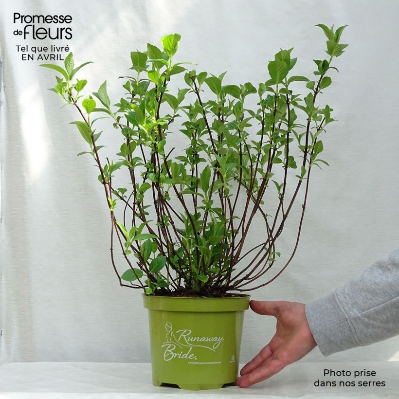 Exemplar von Hydrangea Runaway Bride - Girlanden-Hortensie Topf mit 3L/4L wie im Frühjahr geliefert
