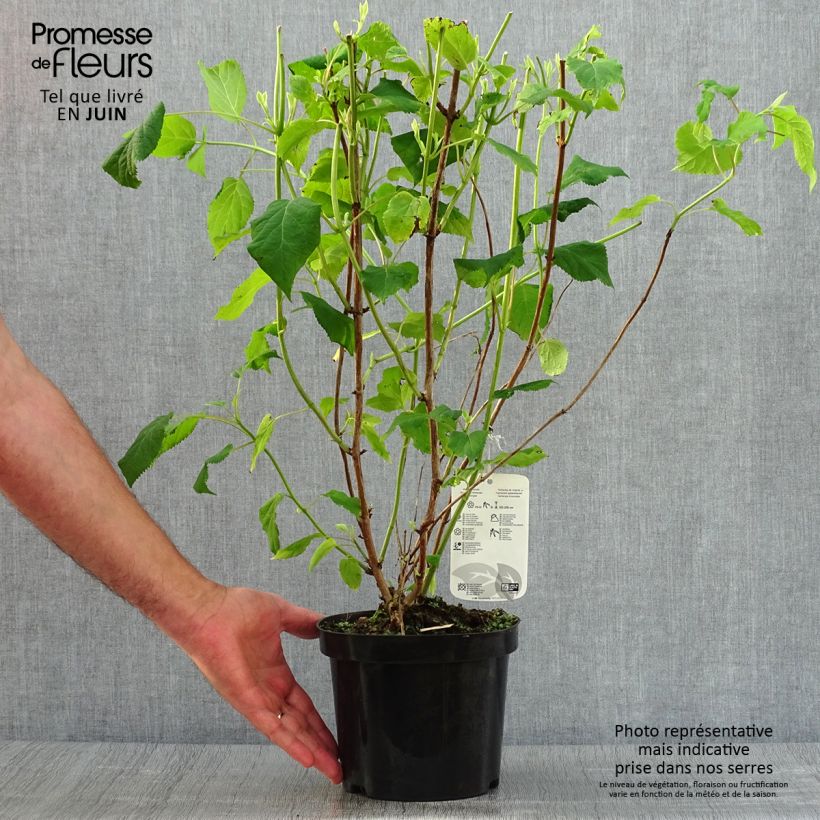 Exemplar von Schneeballhortensie Annabelle - Hydrangea arborescens Topf mit 3L/4L wie im Sommer geliefert