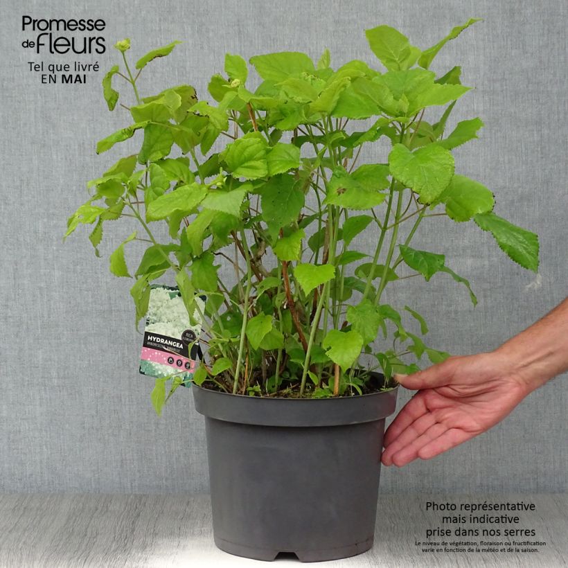 Exemplar von Schneeballhortensie Pink Annabelle - Hydrangea arborescens Topf mit 7,5L/10L, Strauch wie im Frühjahr geliefert