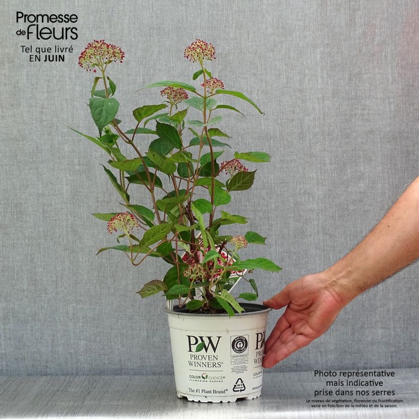 Exemplar von Schneeballhortensie Ruby Annabelle - Hydrangea arborescens Topf mit 2L/3L, Strauch wie im Sommer geliefert