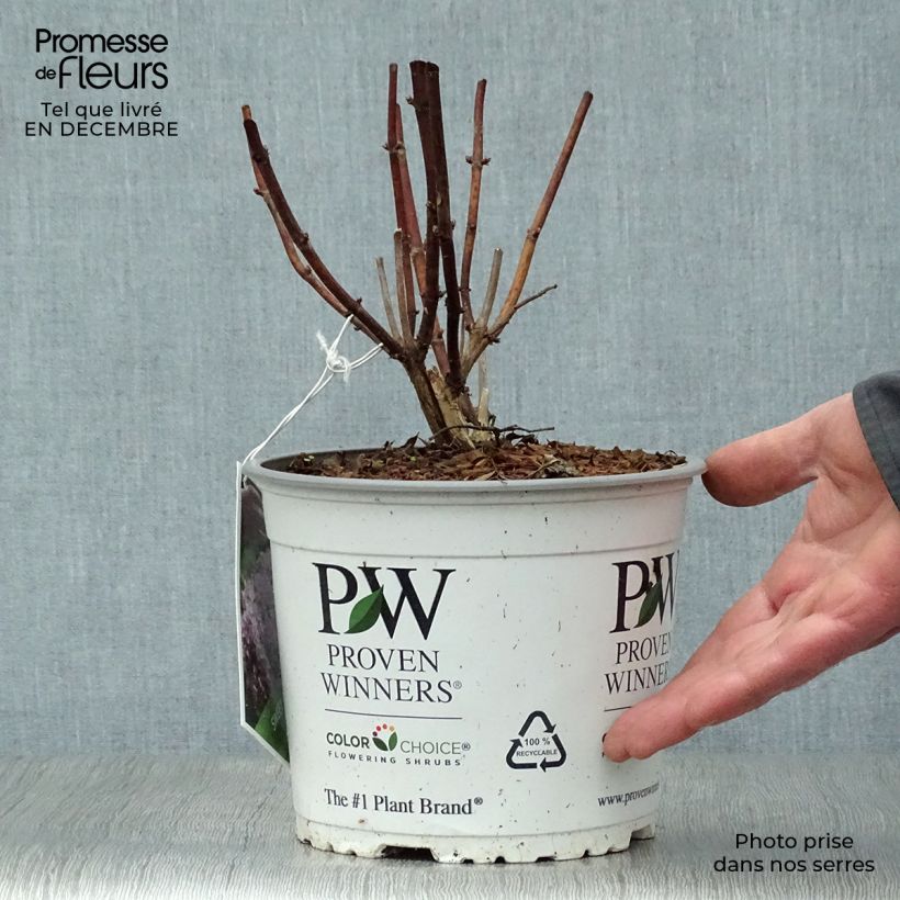 Exemplar von Ballhortensie Sweet Annabelle - Hydrangea arborescens Topf mit 2L/3L wie im Winter geliefert