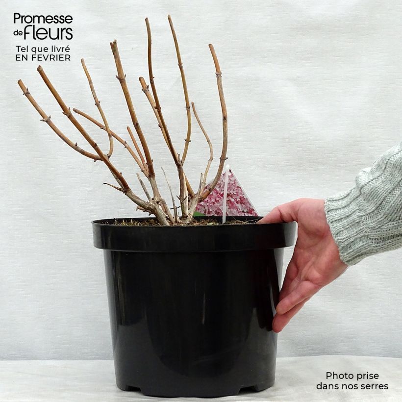 Exemplar von Ballhortensie Sweet Annabelle - Hydrangea arborescens Topf mit 7,5L/10L wie im Winter geliefert