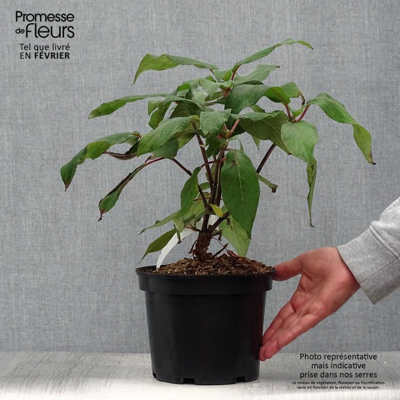 Exemplar von Hydrangea aspera Anthony Bullivant - Samthortensie Topf mit 3L/4L wie im Herbst geliefert