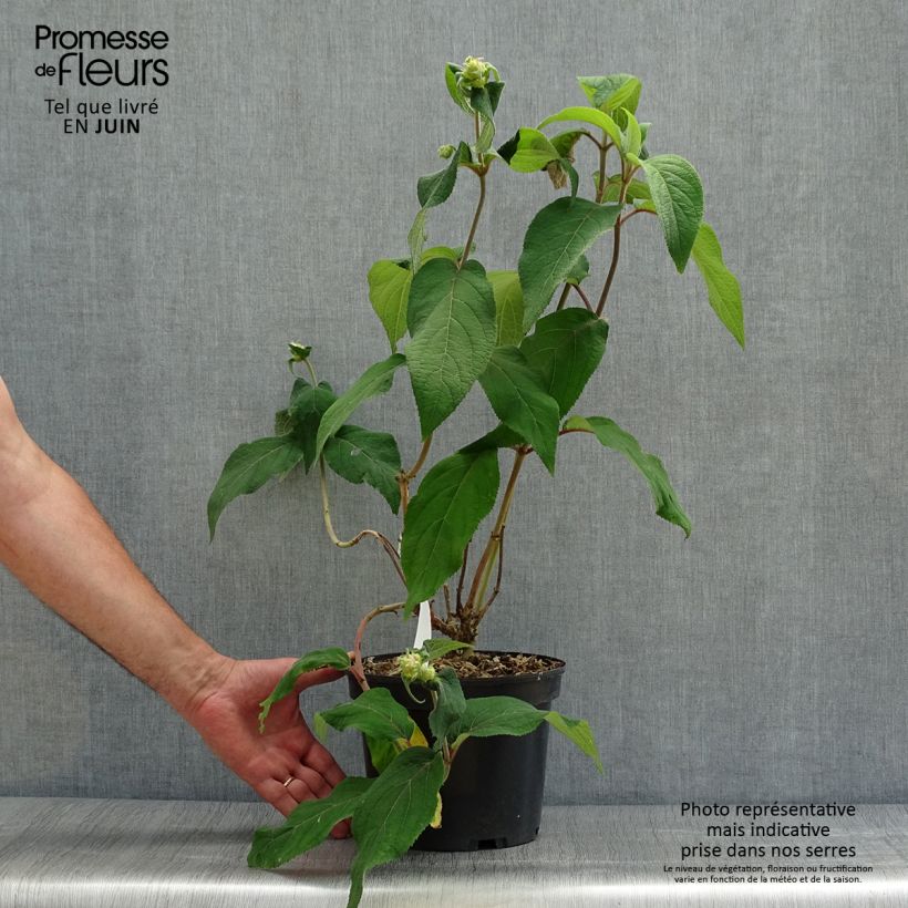 Exemplar von Hydrangea aspera Anthony Bullivant - Samthortensie Topf mit 3L/4L wie im Sommer geliefert