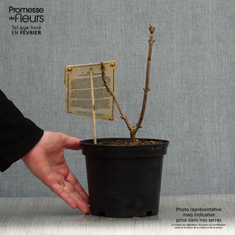 Exemplar von Hydrangea aspera Goldrush - Samthortensie Topf mit 2L/3L wie im Winter geliefert