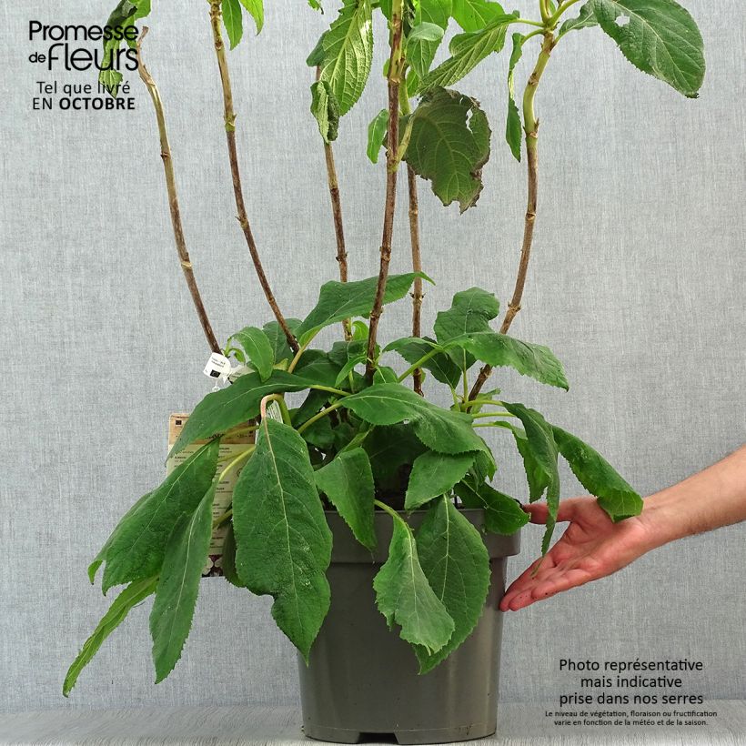 Exemplar von Hydrangea aspera Macrophylla - Samthortensie Topf mit 7,5L/10L wie im Herbst geliefert