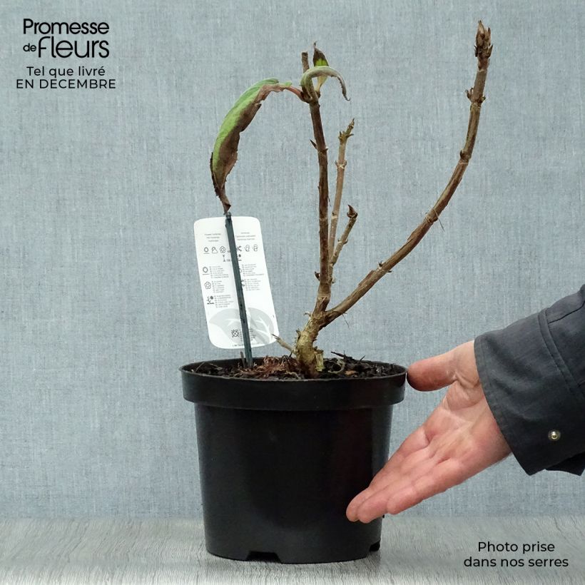 Exemplar von Hydrangea aspera Macrophylla - Samthortensie Topf mit 2L/3L wie im Winter geliefert