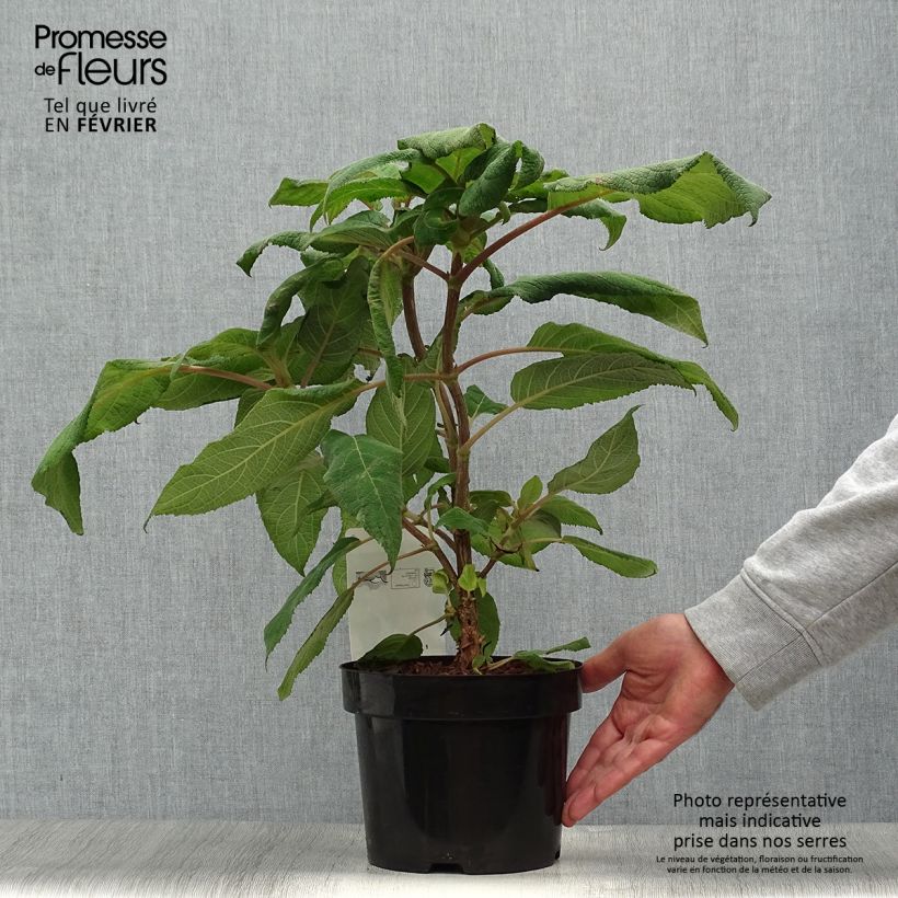 Exemplar von Hydrangea aspera Macrophylla - Samthortensie Topf mit 2L/3L wie im Herbst geliefert