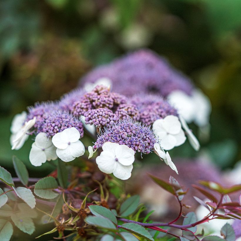 Hydrangea aspera Macrophylla - Samthortensie (Blüte)