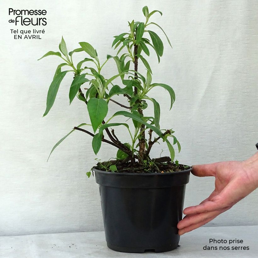 Exemplar von Hydrangea aspera Villosa - Samthortensie Topf mit 3L/4L wie im Frühjahr geliefert