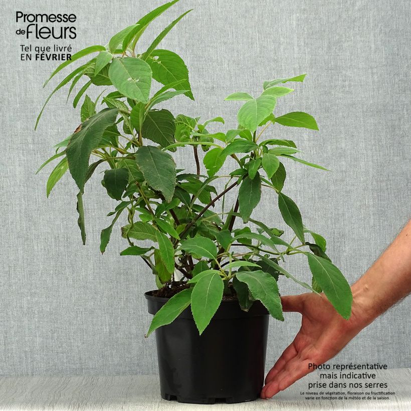 Exemplar von Hydrangea aspera Villosa - Samthortensie Topf mit 3L/4L wie im Herbst geliefert