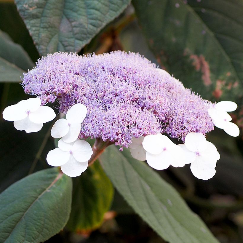Hydrangea aspera Velvet & Lace - Samthortensie (Blüte)